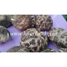 Vacuum Bag Packed Dried Spring Stem Cut Tea Flower Mushroom Shiitake Mushroom with Various Sizes